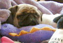 Spencer and Posey Pictures (with Moo and Shaker, too!)